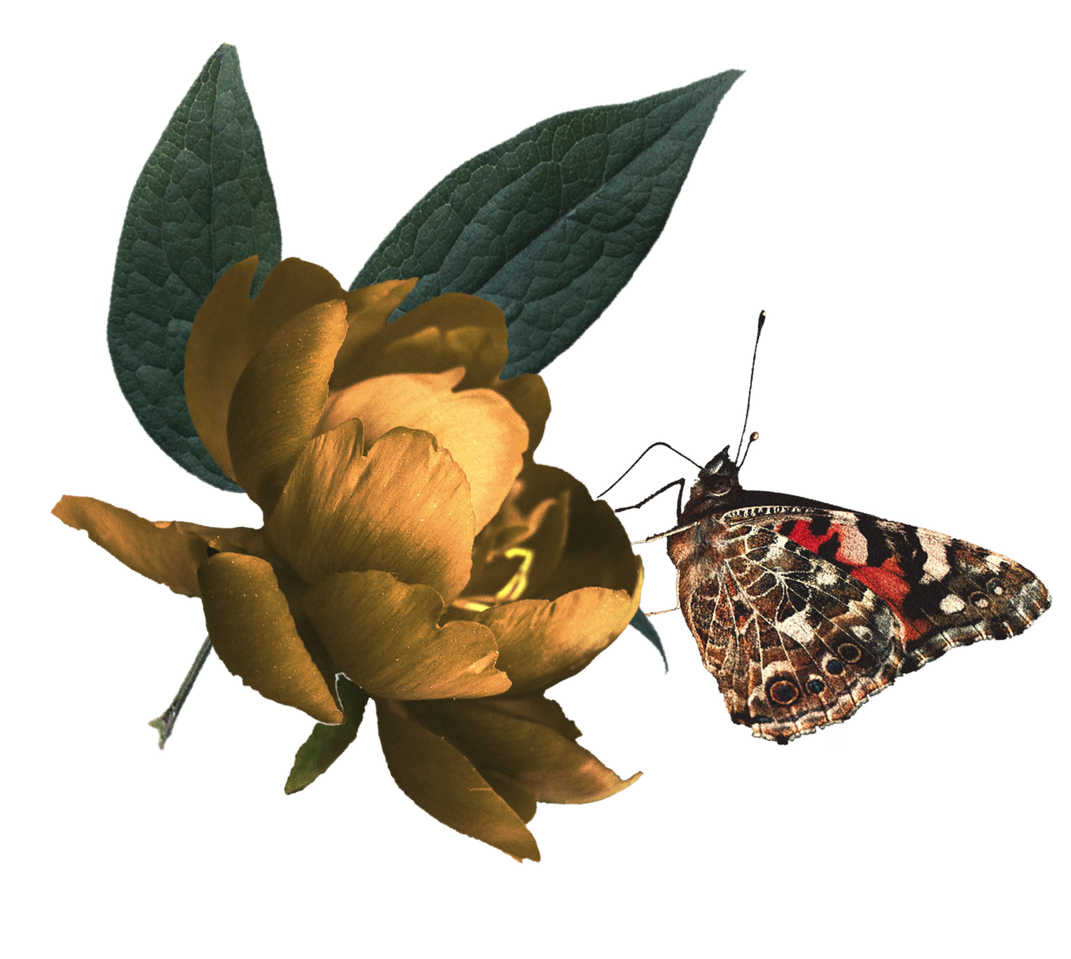 gift flower